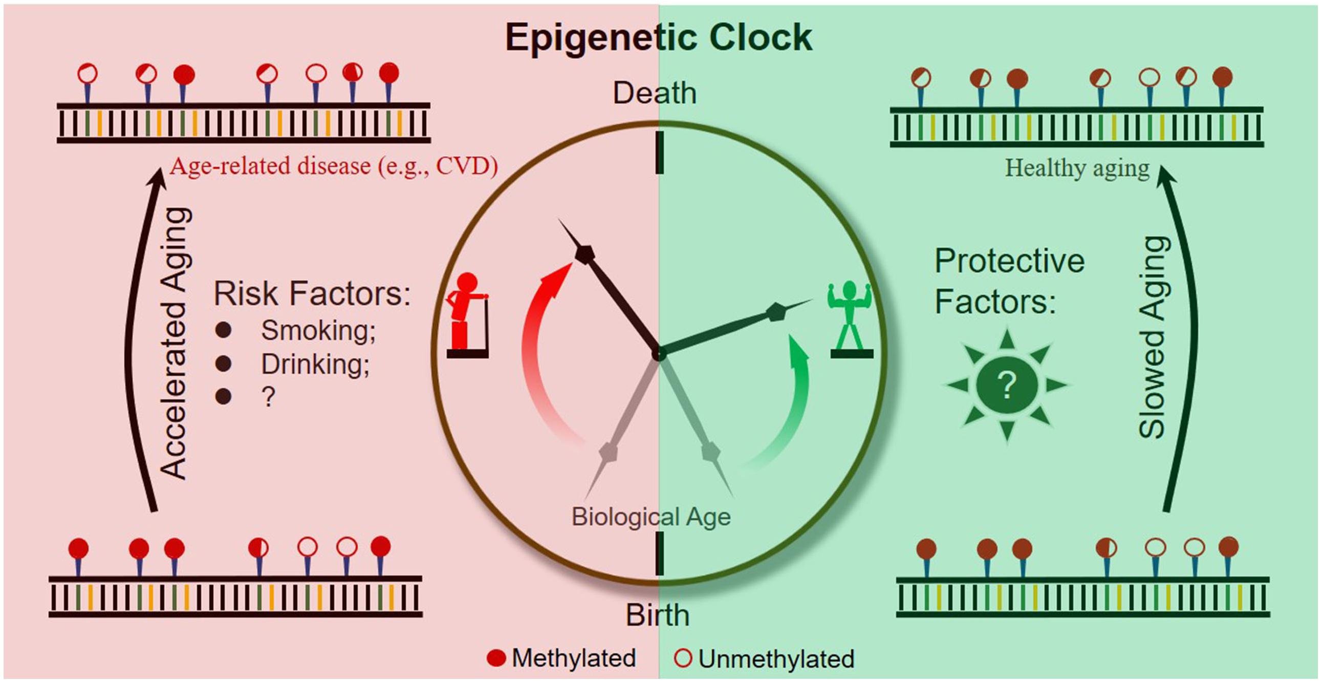 AI Tool Accurately Predicts Biological Age