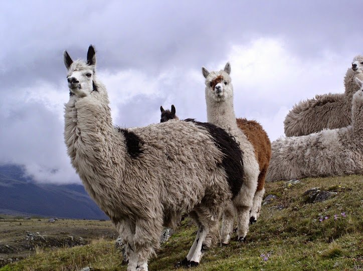 Meta Unveils Llama AI API at LlamaCon