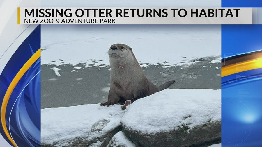 Missing Zoo Otter Ophelia Found Safe!