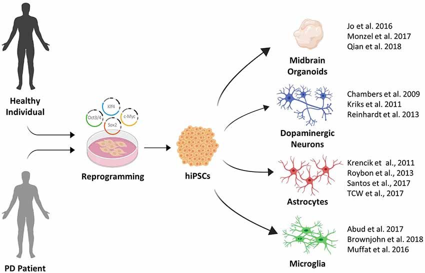 Stem Cell Hope: Parkinson's Treatment Breakthrough?