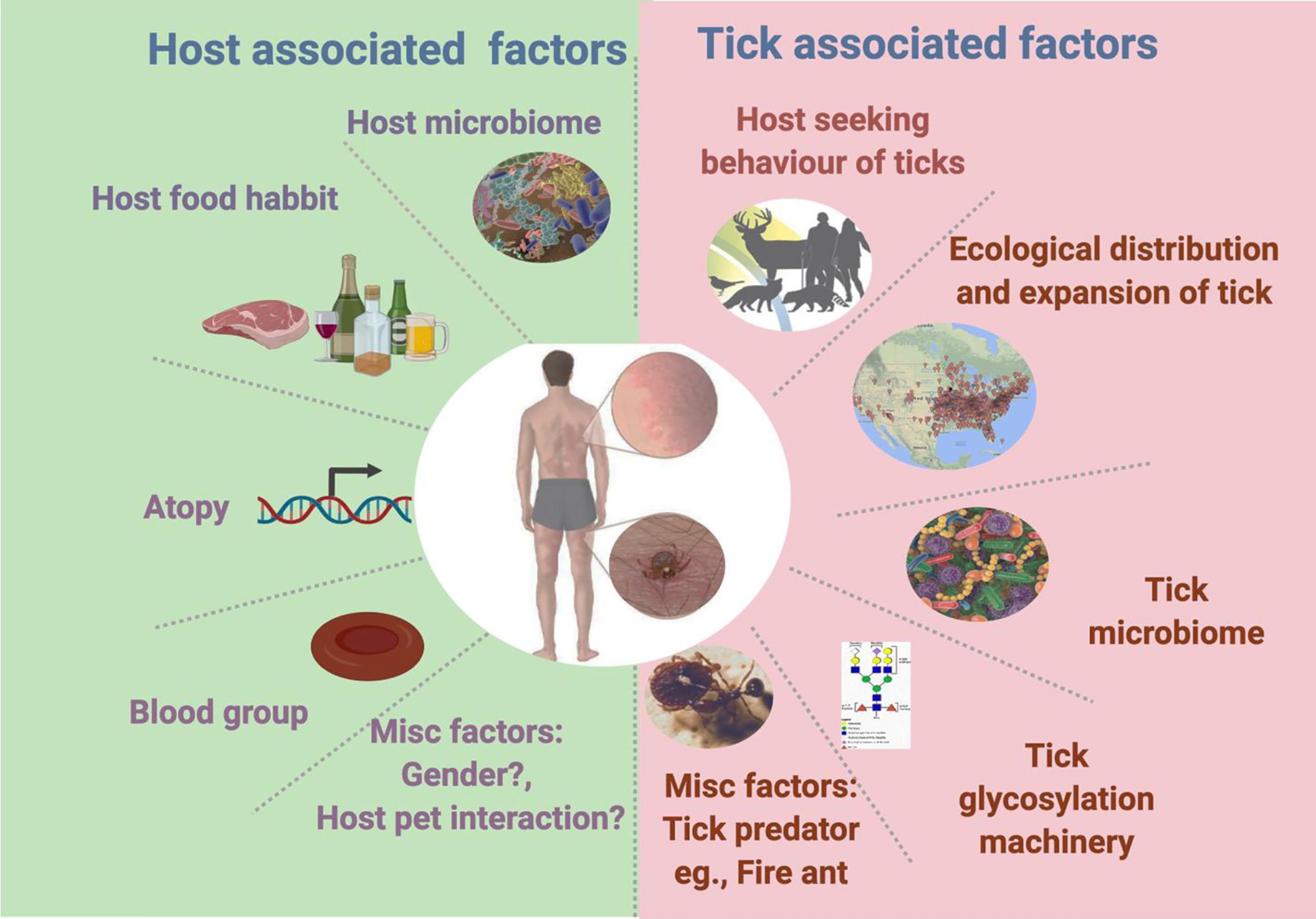 Tick-Borne Illnesses Surge: Alpha-Gal, Powassan Threaten